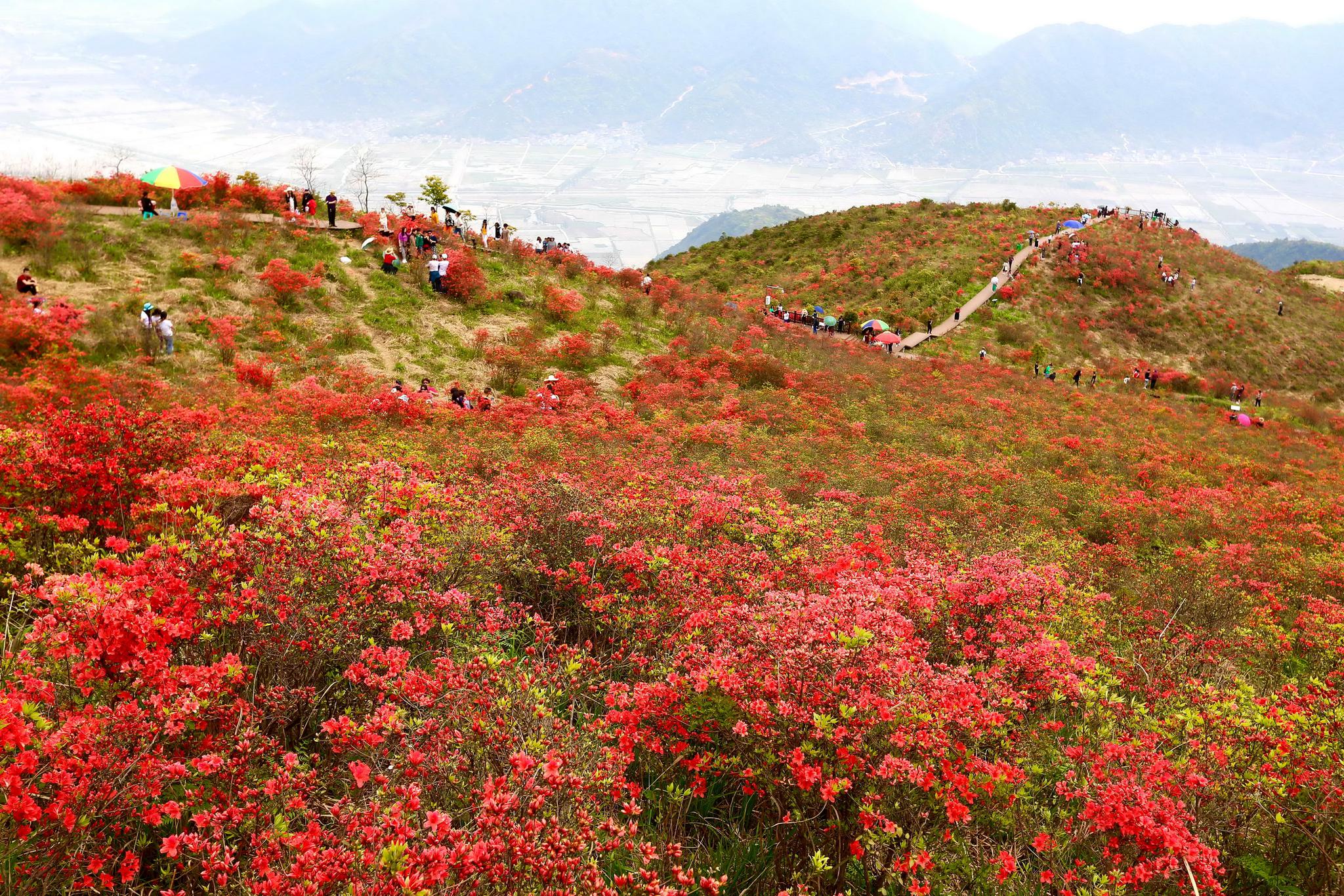 游圣井古迹 赏杜鹃花海