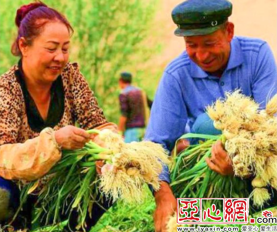 仑雪水来浇灌 新疆且末县香蒜迎丰收