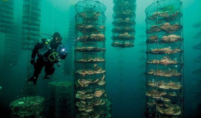 荣成丨海洋牧场:凝聚山海精气神的蓝色仓廪