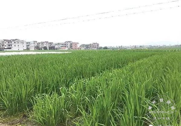 江夏茭白产销专业合作社茭白田套养甲鱼成功