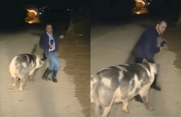 希腊记者直播洪灾时被母猪猛追 主持人憋不住笑