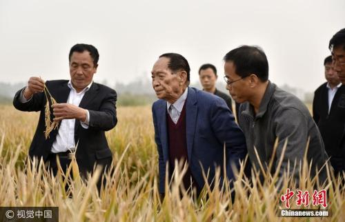 资料图：“杂交水稻之父”袁隆平（左二）在示范田查看超级杂交水稻。 郝群英 摄 图片来源：视觉中国