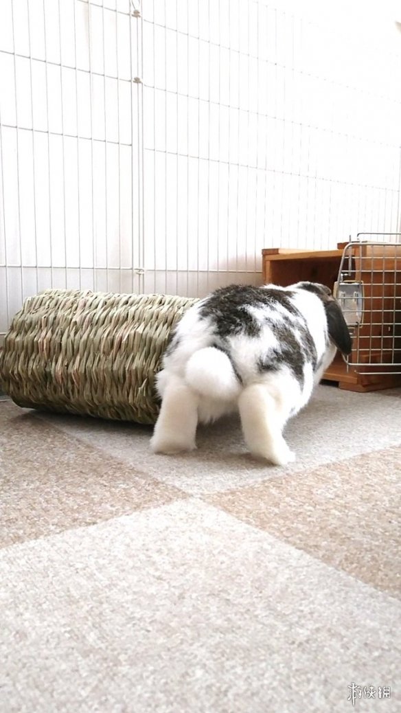 日本网友的兔子屁股摄影展!这么可爱又毛绒绒的屁股想捏吗?