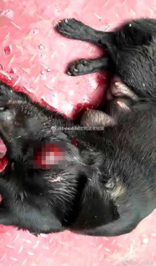 一只小黑狗眼珠被打致突出、头骨骨折。@beautiful宠物店老板娘  图