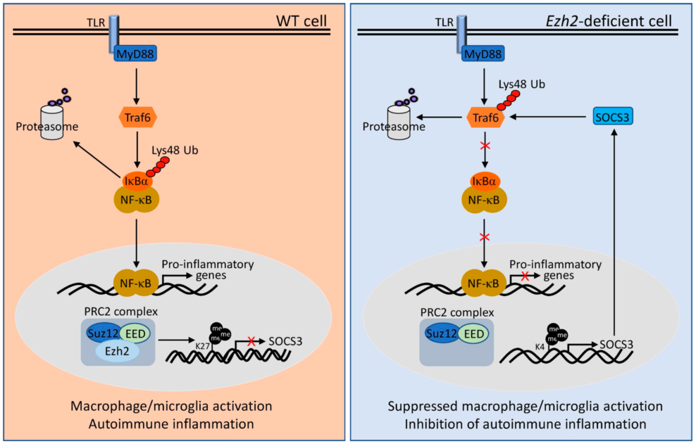 研究发现组蛋白甲基转移酶Ezh2调节自身免疫