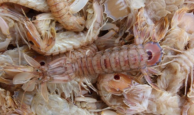 皮皮虾的眼睛能分辨复杂色彩,对改造自动驾驶