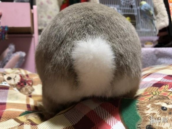 日本网友的兔子屁股摄影展!这么可爱又毛绒绒的屁股想捏吗?