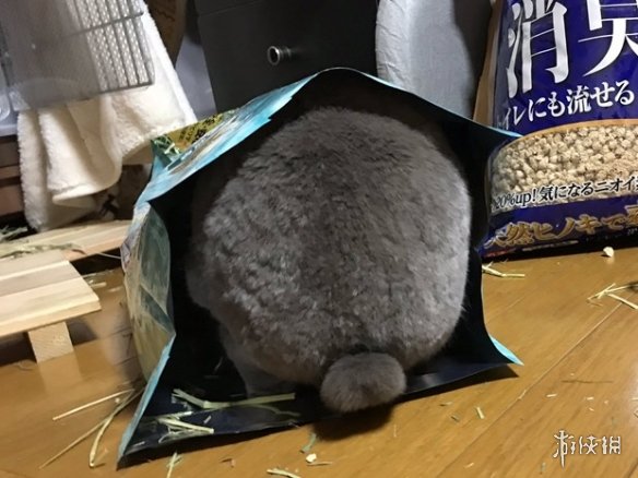 日本网友的兔子屁股摄影展!这么可爱又毛绒绒的屁股想捏吗?