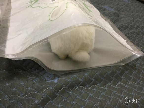 日本网友的兔子屁股摄影展!这么可爱又毛绒绒的屁股想捏吗?