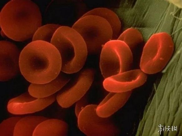 肌肉组织像无数根橡皮筋!显微镜下的人体竟是这样的