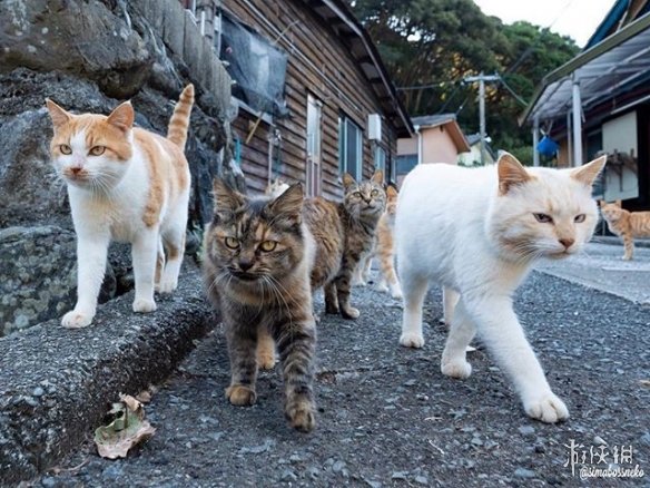 “流浪猫”气场超强！喵老大身后总有一群小弟跟随！