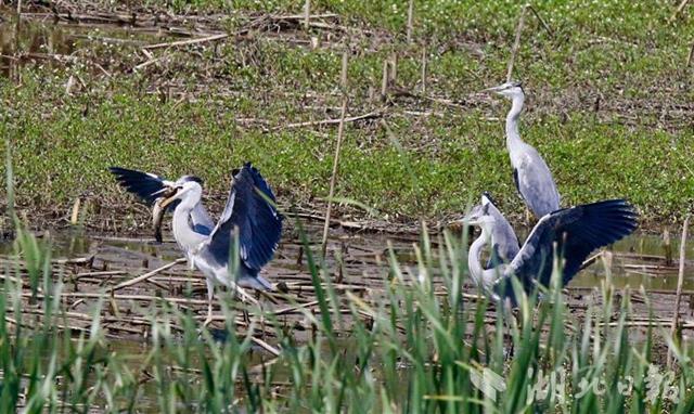 孝感朱湖湿地草鱼成灾水草骤减 有办法:放水