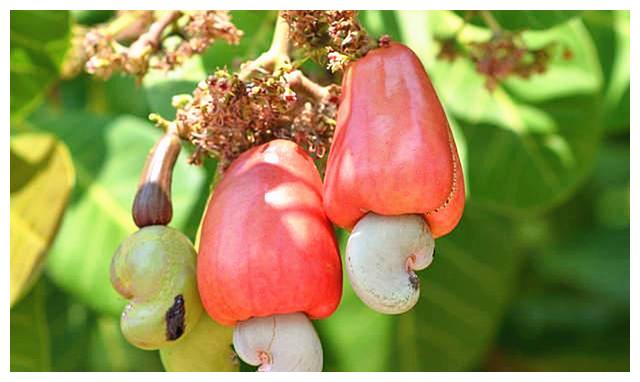 为啥买的腰果都不带壳呢,它到底是怎么长出来的?