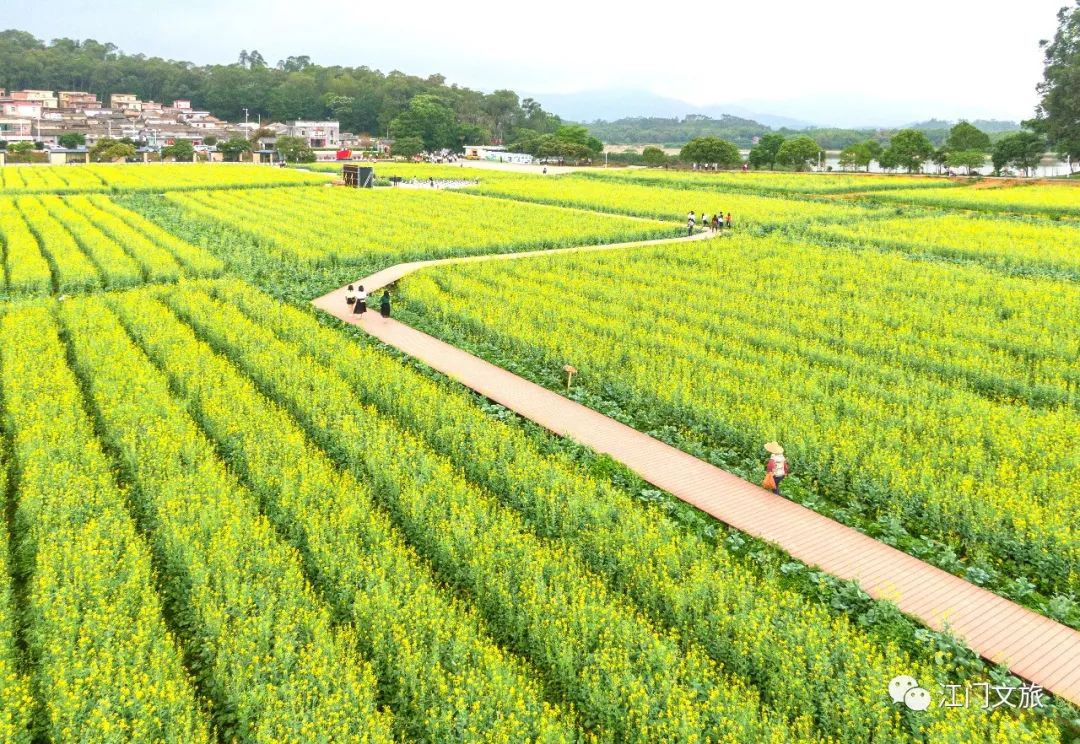 江门官方推荐!这些精品旅游线路千万别错过……