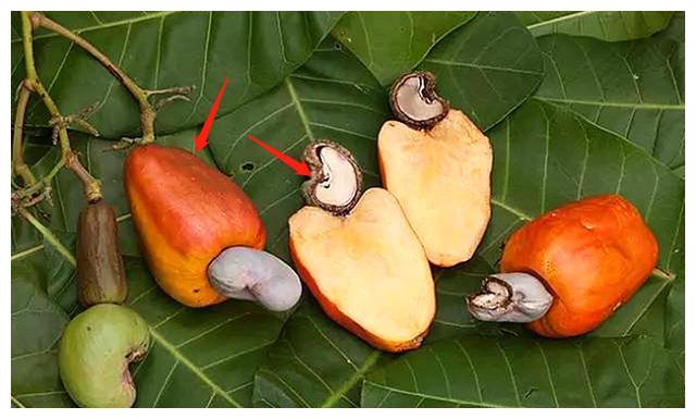 为啥买的腰果都不带壳呢,它到底是怎么长出来的?