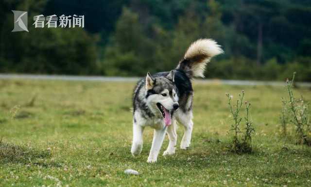 ee92507728f3a33554b6ea872d092217.jpg (网络图片)
