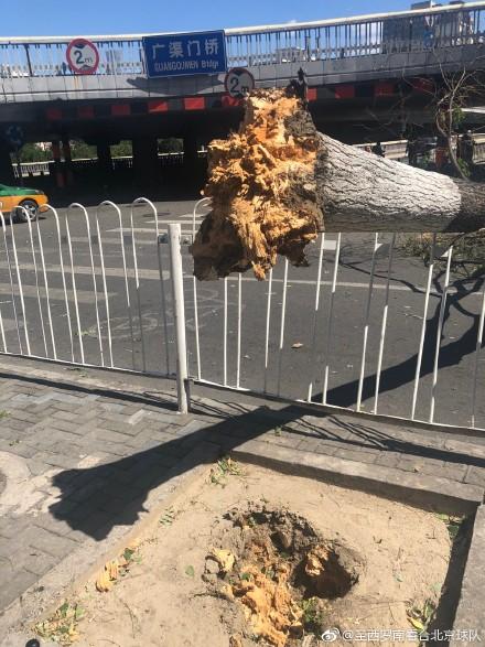 广渠门桥附近,一大树被刮倒。目击者供图