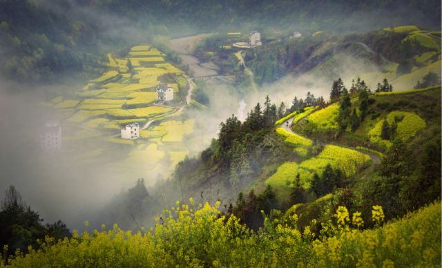 正是安徽赏花季,送你一份拍摄锦囊投身油菜花海