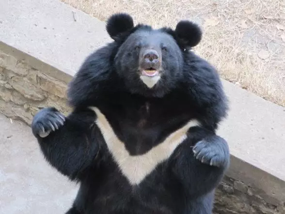 黑熊胸前尖尖的白色"v"字