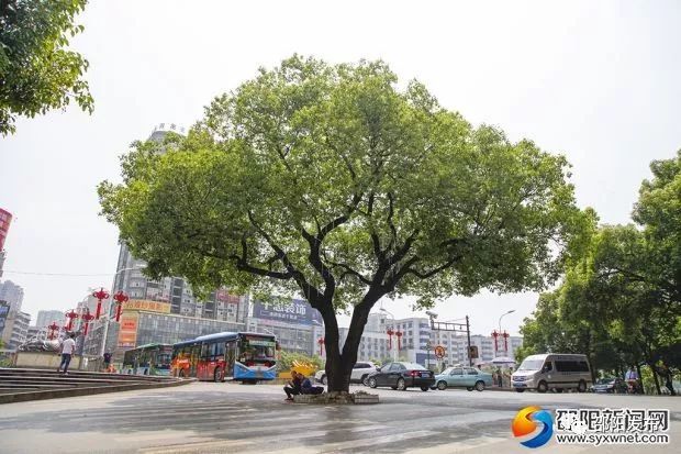 让“老木逢春枝繁叶茂”  邵阳已认定416棵古树名木