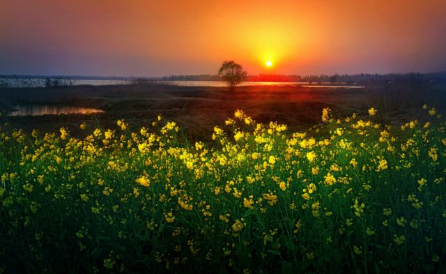 正是安徽赏花季,送你一份拍摄锦囊投身油菜花海