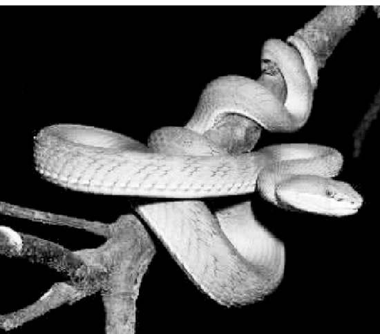 三角形头的蛇一定有毒吗五步蛇真的会五步倒吗