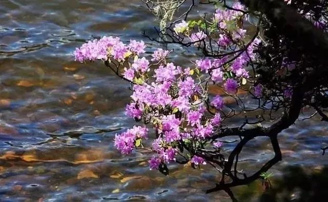 林涛载水声,鸟语伴花香