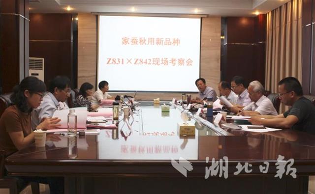 历时十年选育 鄂蚕宝宝添新成员邀您给它取中