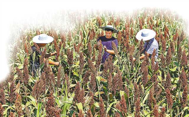 看“江小白”如何走高质量发展之路