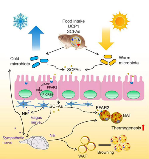 微生物相互作用概览：生态平衡的微小驱动力