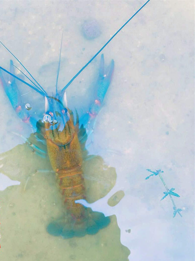 他辞职回农村创业,饲养比小龙虾大好几倍的澳