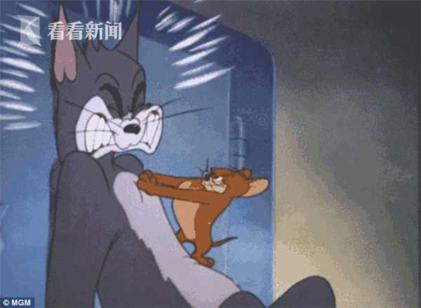 视频|老鼠与猫狭路相逢 突变跳跳鼠撵得老猫团团转