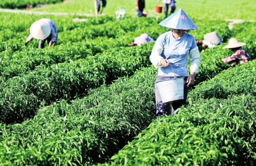 资料图片