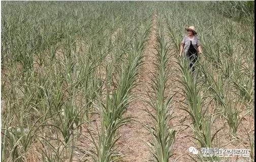 东北地区持续干旱,玉米价位值得看好