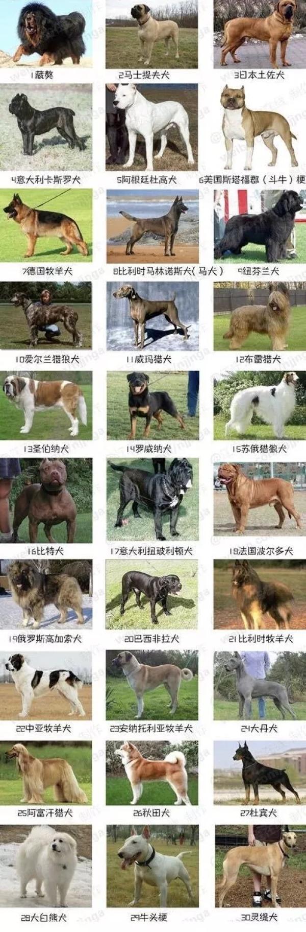 以上30种大型犬、烈性犬禁止饲养