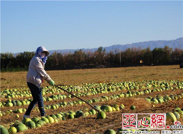 新疆裕民县打瓜喜获丰收