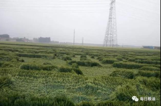 小麦托市预期延迟启动 新粮上市面粉企业可放