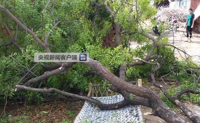 印度北方多地遭遇强沙尘暴已致77人死亡(现场