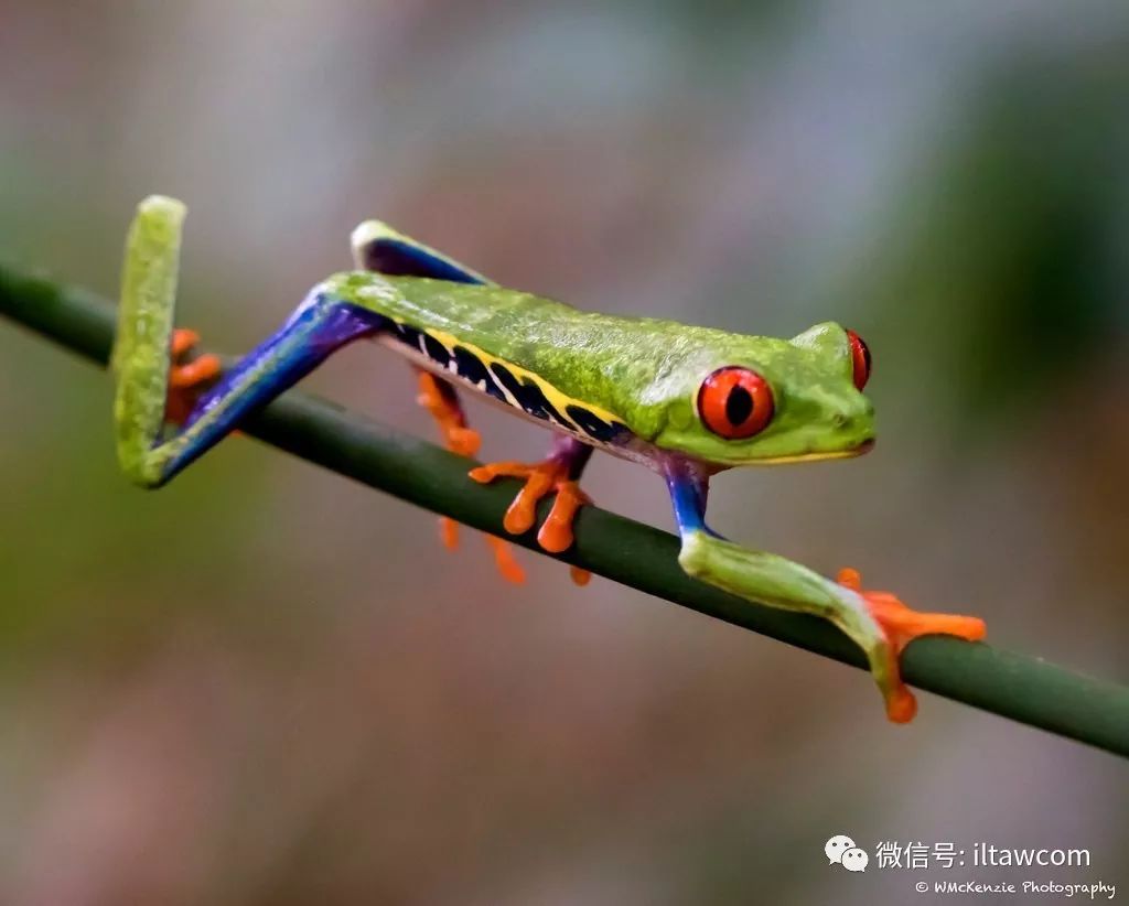 物种图册-红眼树蛙
