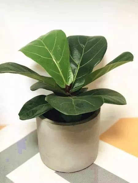 探秘北京最大最便宜的花市市场,从隆冬开到盛