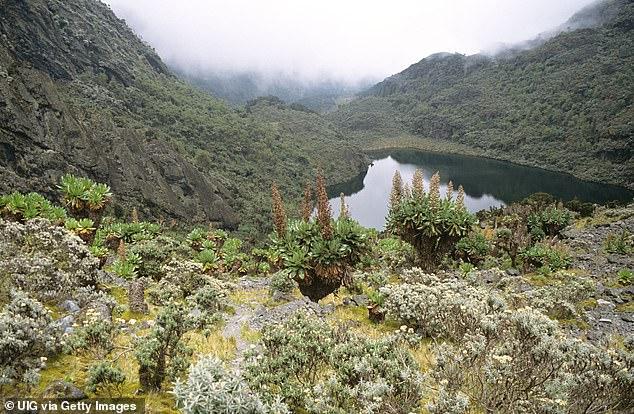 35岁美国妇女在乌干达野物动物园被绑架,歹徒索要50万美元赎金 35岁美国妇女在乌干达野物动物园被绑架,歹徒索要50万美元赎金