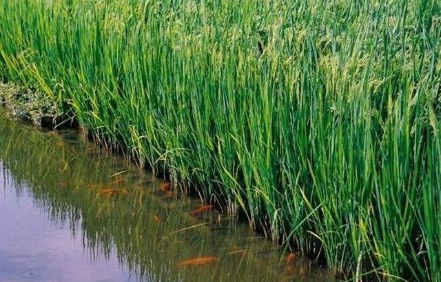 安徽2018全省农业工作会议提到的十大工程讲