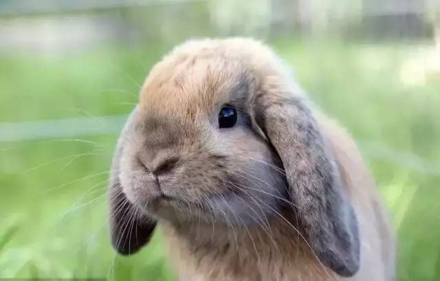 兔子到底能不能吃菜 DIbK-hvhrcxn3641182.jpg