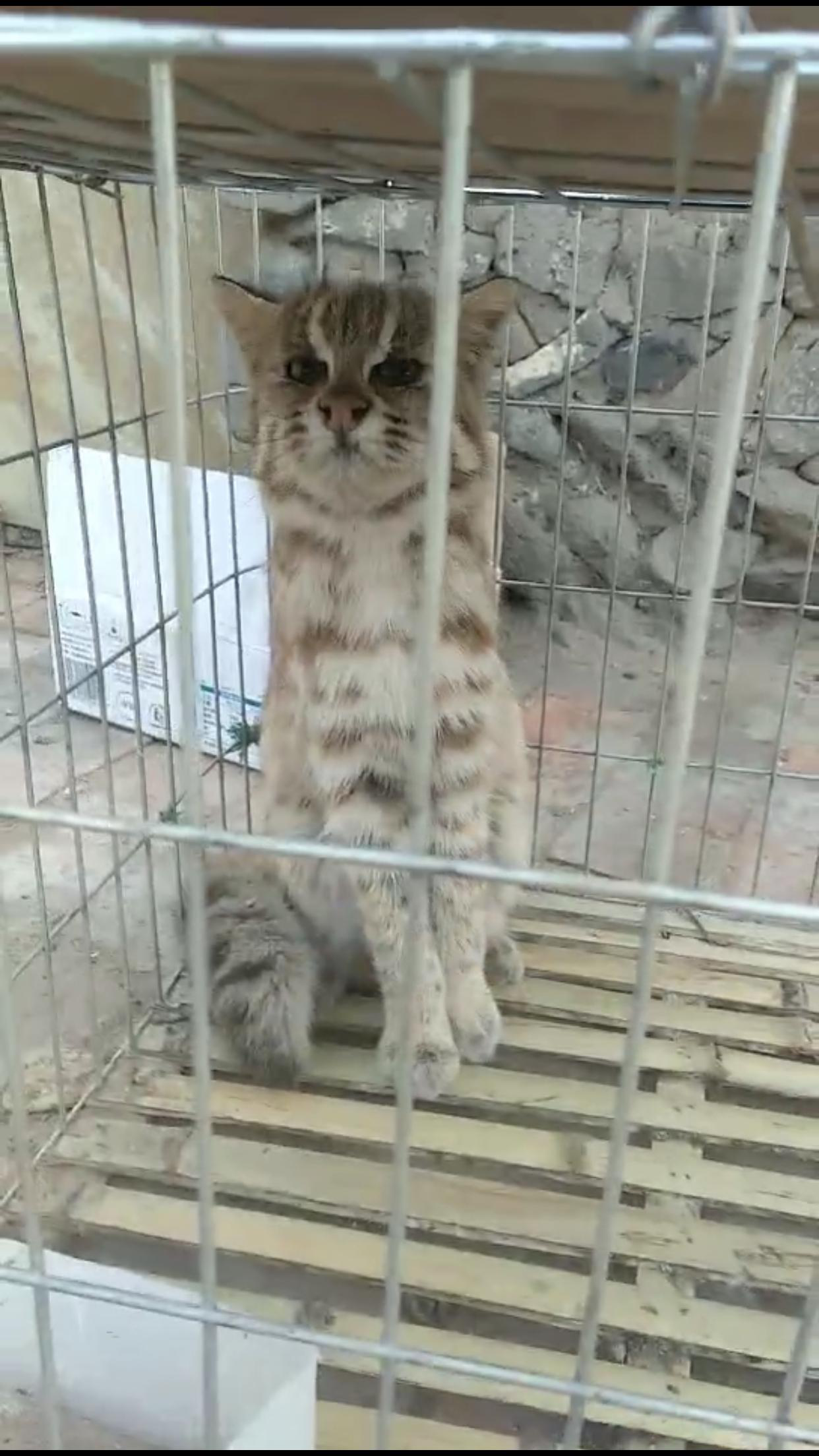 原来是国家二级保护动物豹猫。受访者供图