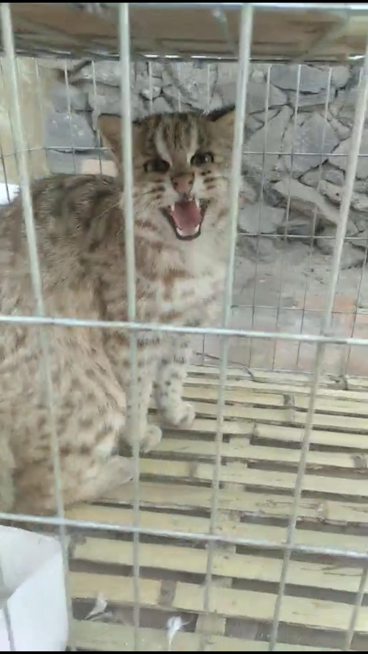 小家伙看起来很凶狠的样子。受访者供图