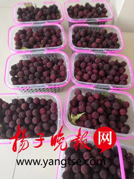 洞庭西山杨梅采摘节开幕