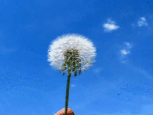 又到野菜生长时 老人挖菜忆苦思甜