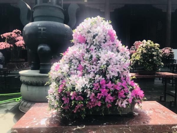 "皋月杜鹃"花开5月 西湖夏秋花展持续升温