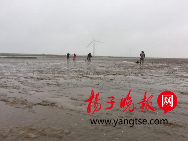 修复海洋生态 2000万粒新品泥螺苗种 播种 响水