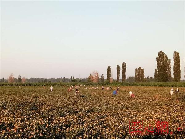 霍城县人口_如果上帝有座后花园 定是新疆春夏花海的模样(2)